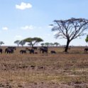TZA MAR SerengetiNP 2016DEC24 ThachKopjes 009 : 2016, 2016 - African Adventures, Africa, Date, December, Eastern, Mara, Month, Places, Serengeti National Park, Tanzania, Thach Kopjes, Trips, Year